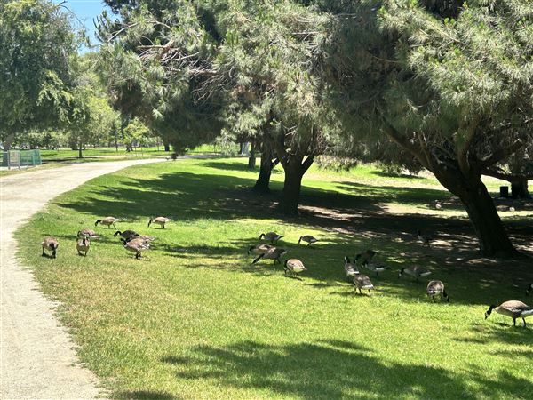 Whittier Narrows Recreation Area / LA County Parks - US Army Corps of Engineers - Legg Lake (6/17/2025 - Credits: Brandy Davis)