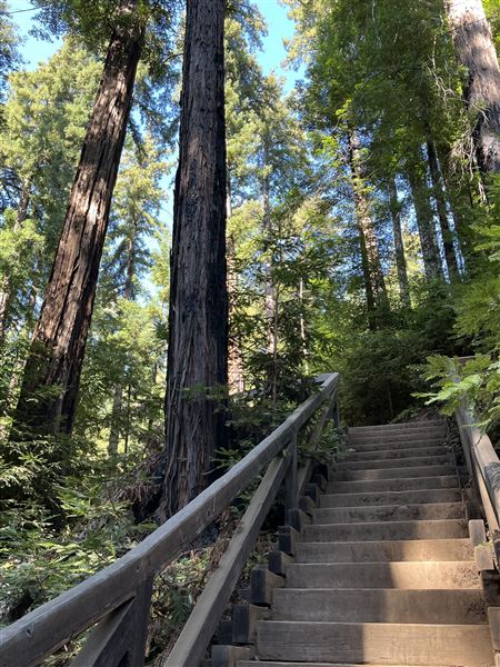 Pfeiffer Big Sur State Park (SP) (8/17/2025 - Credits: Melody Hildreth)