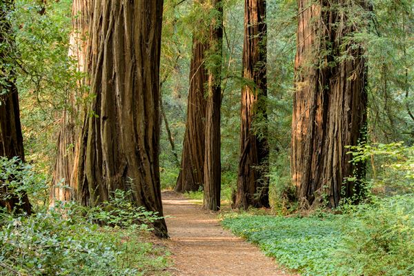 John B. Dewitt Redwoods State National Reserve (SNR) (8/21/2017 - Credits: Brian Baer)