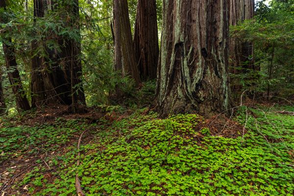 Portola Redwoods State Park (SP) (10/14/2024 - Credits: Brian Baer)
