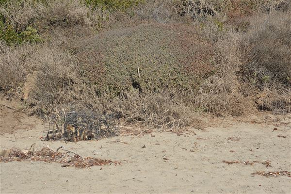 El Pescador State Beach @ Robert H. Meyer Memorial State Beach (SB) - CFC (11/14/2017 - Credits: Leo Fialho)