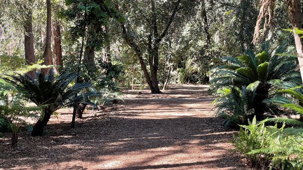 Descanso Gardens - Ancient Forest (3/7/2022 - Credits: Leo Fialho)