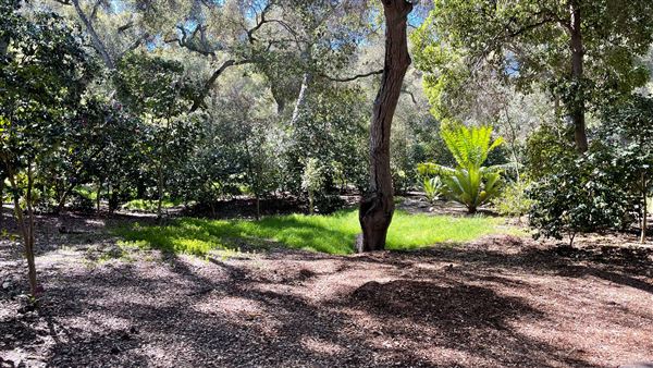 Descanso Gardens - Ancient Forest (3/7/2022 - Credits: Leo Fialho)