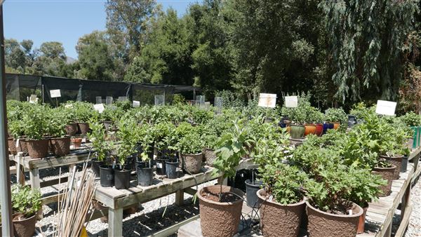 Descanso Gardens - Plant Propagation Greenhouse (7/26/2017 - Credits: Leo Fialho)