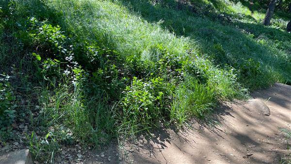 Descanso Gardens - Hopes Garden (3/7/2022 - Credits: Leo Fialho)