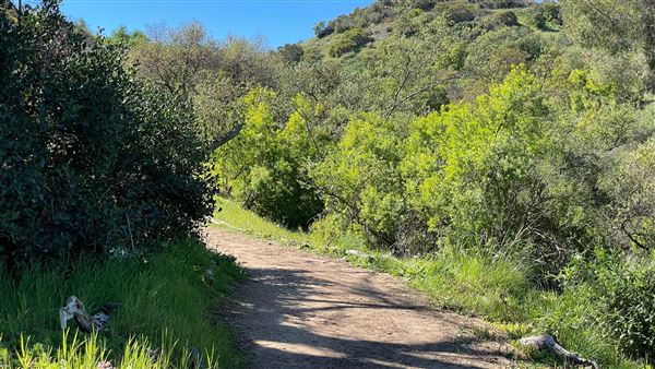 Descanso Gardens - Oak Woodland (3/7/2022 - Credits: Leo Fialho)