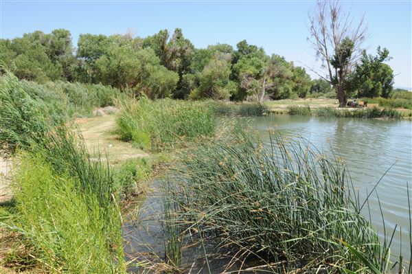 Mojave Narrows Regional Park - Pelican Lake (7/6/2012 - Credits: Leo Fialho)