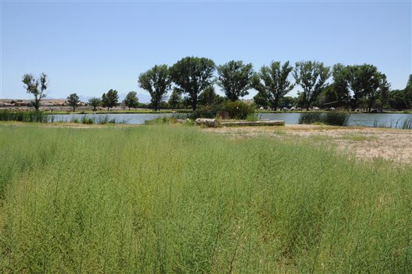 Mojave Narrows Regional Park - Pelican Lake (7/6/2012 - Credits: Leo Fialho)