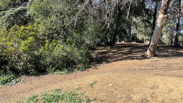 Griffith Park Redwoods - Cedar Grove - Cedar Grove Trail (3/16/2022 - Credits: Leo Fialho)