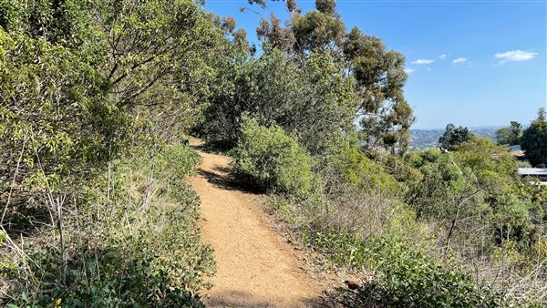 Griffith Park Redwoods - Cedar Grove - Cedar Grove Trail (3/16/2022 - Credits: Leo Fialho)