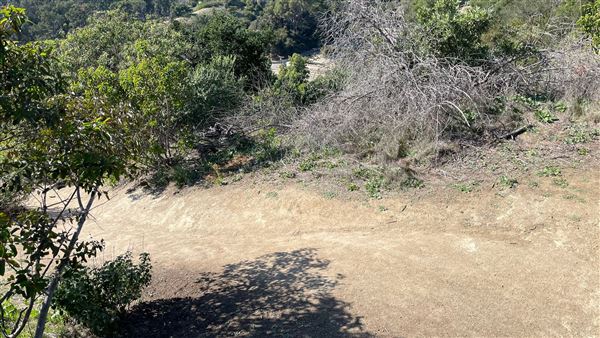 Griffith Park Redwoods - Cedar Grove - Cedar Grove Trail (3/16/2022 - Credits: Leo Fialho)