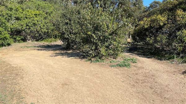 Griffith Park Redwoods - Cedar Grove - Cedar Grove Trail (3/16/2022 - Credits: Leo Fialho)