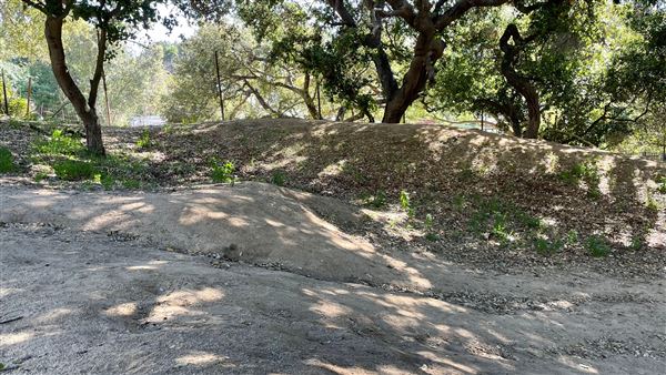 Griffith Park Redwoods - Cedar Grove - Cedar Grove Trail (3/16/2022 - Credits: Leo Fialho)