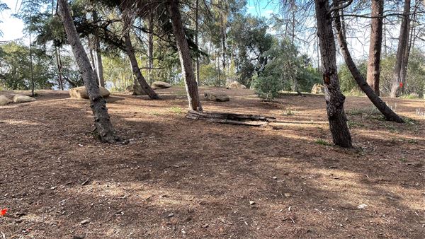Griffith Park Redwoods - Cedar Grove - Cedar Grove (12/10/2021 - Credits: Leo Fialho)