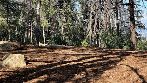 Griffith Park Redwoods - Cedar Grove - Cedar Grove (12/10/2021 - Credits: Leo Fialho)