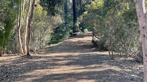 Griffith Park Redwoods - Cedar Grove - Cedar Grove (12/10/2021 - Credits: Leo Fialho)