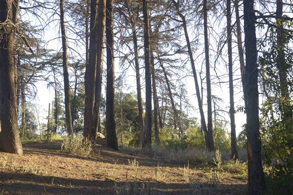 Griffith Park Redwoods - Cedar Grove - Cedar Grove (12/10/2021 - Credits: Leo Fialho)
