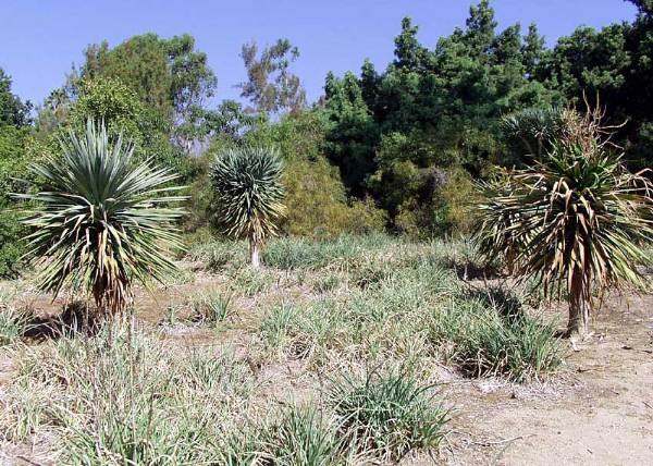 Los Angeles County Arboretum (12/31/2003)