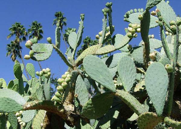 Los Angeles County Arboretum (12/31/2003)