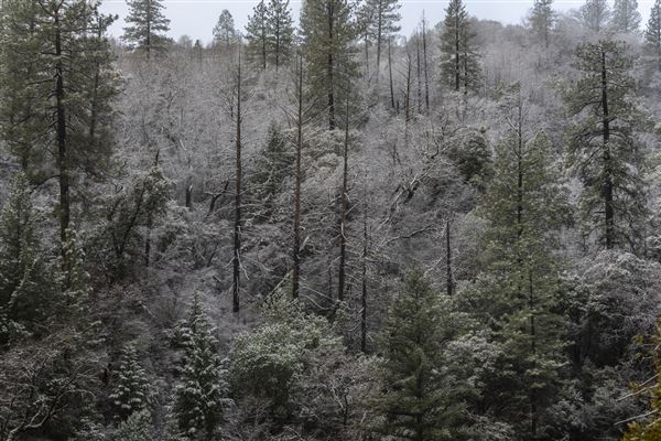 South Yuba River State Park (SP) (2/5/2019 - Credits: Brian Baer)