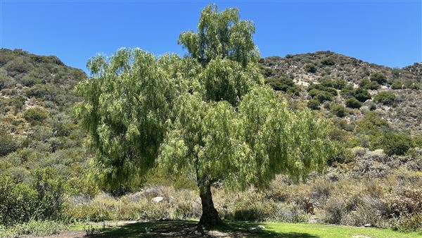 Deukmejian Wilderness Park (7/6/2026 - Credits: Brandy Davis)