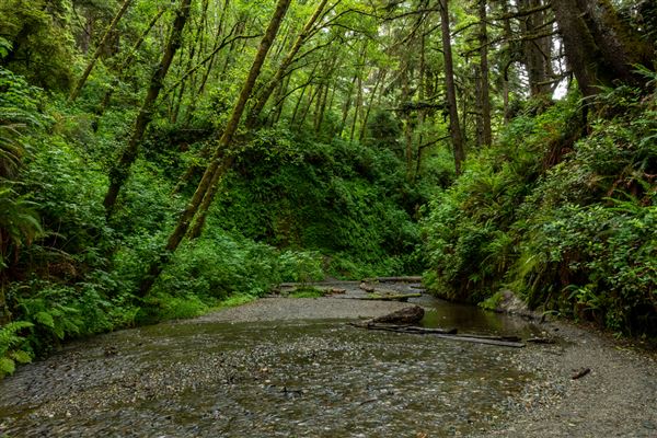 Prairie Creek Redwoods State Park (SP) within the Redwood National and State Parks (6/15/2022 - Credits: Brian Baer)