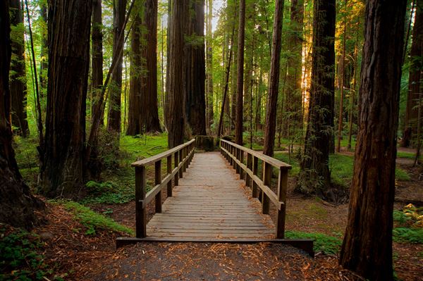 Hendy Woods State Park (SP)