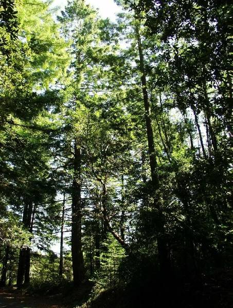 Mount Tamalpais State Park (SP) (12/31/2003)