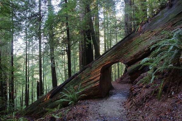 Redwood National & State Parks (4/25/2011)