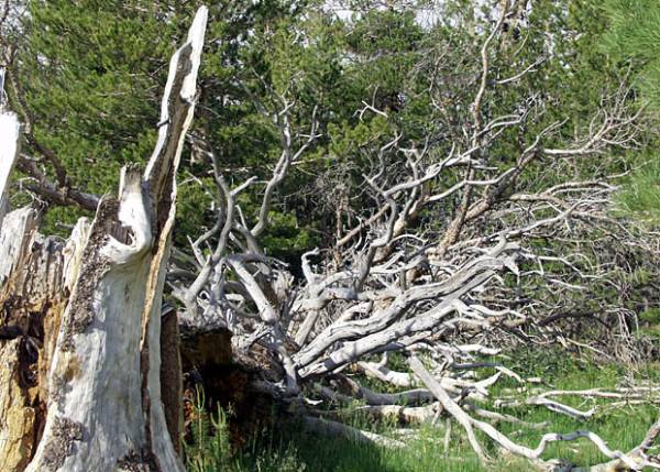 Washoe Meadows State Park (SP) (12/31/2003)