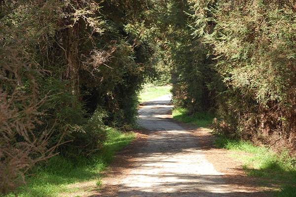Griffith Park Redwoods - Cedar Grove (6/14/2011 - Credits: David Golden)
