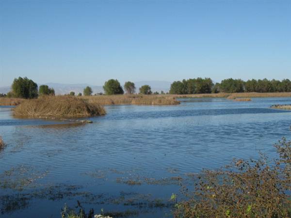 Colusa National Wildlife Refuge (11/10/2011)
