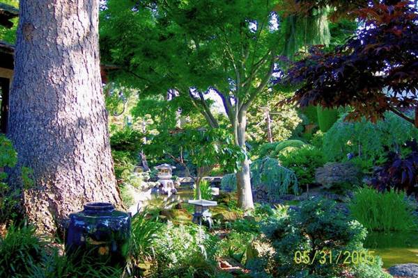 Japanese Tea Garden - San Mateo Central Park & Recreation Center (6/24/2013)