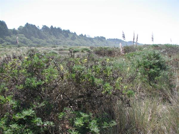 Little River State Beach (SB) (1/20/2016 - Credits: http://www.parks.ca.gov/ImageGallery/?page_id=419)