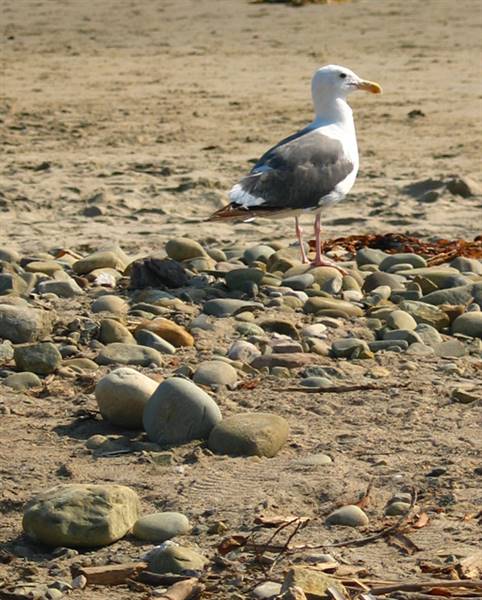 Carpinteria State Beach (SB) (2/19/2016)