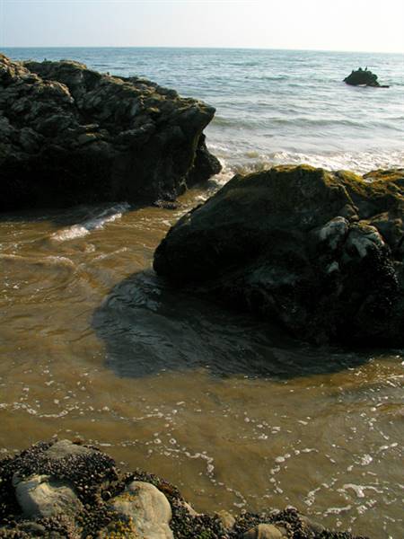 Carpinteria State Beach (SB) (2/19/2016)