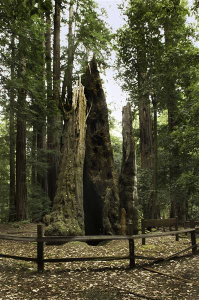 Portola Redwoods State Park (SP) (3/2/2016 - Credits: Courtesy of California State Parks (2010) Brian Baer)