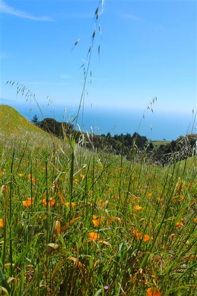Mount Tamalpais State Park (SP) (3/9/2016 - Credits: Photo courtesy of Marin Convention & Visitors Bureau)