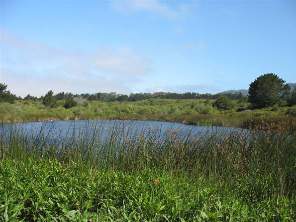 Año  Nuevo State Park (SP) - Photo courtesy of Tim Sartoris (4/7/2016 - Credits: Photo courtesy of Tim Sartoris)