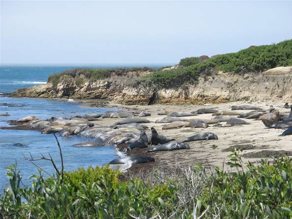 Año  Nuevo State Park (SP) - Photo courtesy of Tim Sartoris (4/7/2016 - Credits: Photo courtesy of Tim Sartoris)