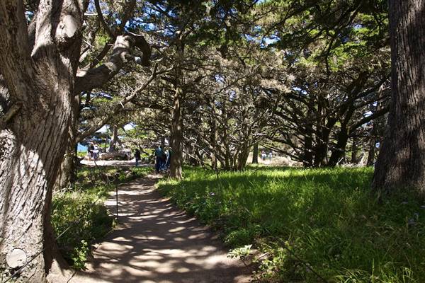 Point Lobos State Natural Reserve (SNR) - Photos by Callie Bowdish - http://www.calliebowdish.com/slideshow/PointLobos/index.html (4/7/2016 - Credits: Photos by Callie Bowdish - http://www.calliebowdish.com/slideshow/PointLobos/index.html)