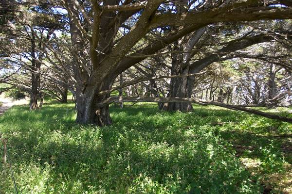 Point Lobos State Natural Reserve (SNR) - Photos by Callie Bowdish - http://www.calliebowdish.com/slideshow/PointLobos/index.html (4/7/2016 - Credits: Photos by Callie Bowdish - http://www.calliebowdish.com/slideshow/PointLobos/index.html)