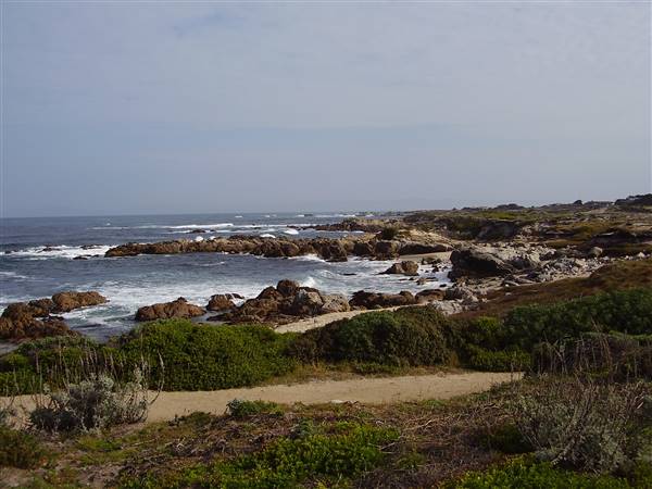 Asilomar State Beach and Conference Grounds (4/4/2011 - Credits: By Alexmar983 (Own work) [CC BY-SA 3.0 (http://creativecommons.org/licenses/by-sa/3.0)], via Wikimedia Commons)