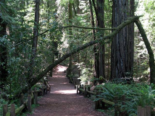 Armstrong Redwoods State Natural Reserve (SNR) (5/25/2009 - Credits: "Memorial Day Weekend033" by Zemistor (CC BY-ND - 2.0) [https://creativecommons.org/licenses/by-nd/2.0/legalcode] https://www.flickr.com/photos/zemistor/)