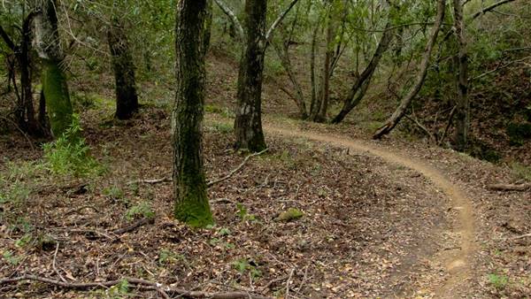 Mount Diablo State Park (SP) (1/29/2011 - Credits: https://www.flickr.com/photos/miguelvieira/)