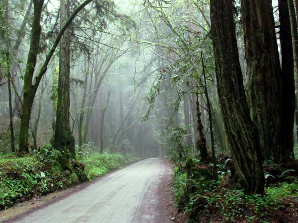 Forest of Nisene Marks State Park (SP), The (3/15/2011 - Credits: "Aptos Creek Rd" Image by Flickr User: L*E*O (CC BY-NC 2.0)[https://creativecommons.org/licenses/by-nc/2.0/legalcode]https://www.flickr.com/photos/leoleson/)