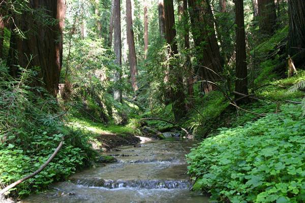 Portola Redwoods State Park (SP) (4/18/2009 - Credits: "Step by step the water falls" by Ray Krebs (CC BY-NC-ND 2.0)[https://creativecommons.org/licenses/by-nc-nd/2.0/legalcode] https://www.flickr.com/photos/raykrebs/)