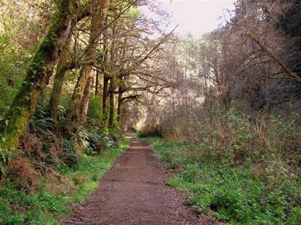 Russian Gulch State Park (SP) / Russian Gulch Bridge - Highway 1 (3/8/2009 - Credits: "Fern Canyon Trail, Russian Gulch State Park" By David Berry (CC BY 2.0)[https://creativecommons.org/licenses/by/2.0/legalcode] https://www.flickr.com/photos/dberry/)