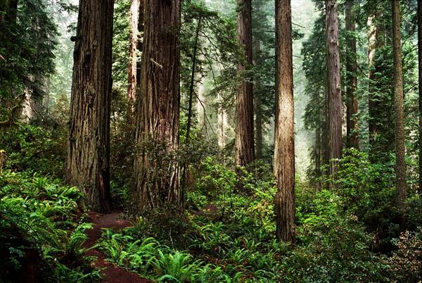 Redwood National & State Parks (8/6/2014 - Credits: "III" by Addie Goss (CC BY-NC-ND 2.0)[https://creativecommons.org/licenses/by-nc-nd/2.0/legalcode]https://www.flickr.com/photos/takeslongwalks/)