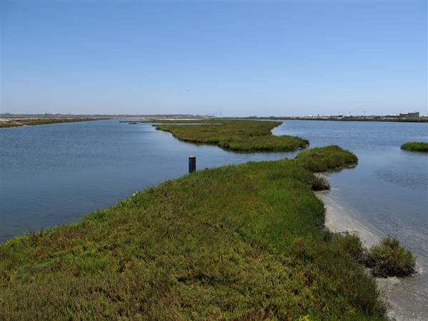 Bolsa Chica Ecological Reserve - California Department of Fish & Wildlife (CDFW) (8/6/2011 - Credits: "Bolsa Chica Ecological Reserve, Huntington Beach, California" by Ken Lund (CC BY-SA 2.0)[https://creativecommons.org/licenses/by-sa/2.0/legalcode]https://www.flickr.com/photos/kenlund/)